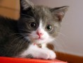 /album/fotky/animals-cats-small1-jpg/